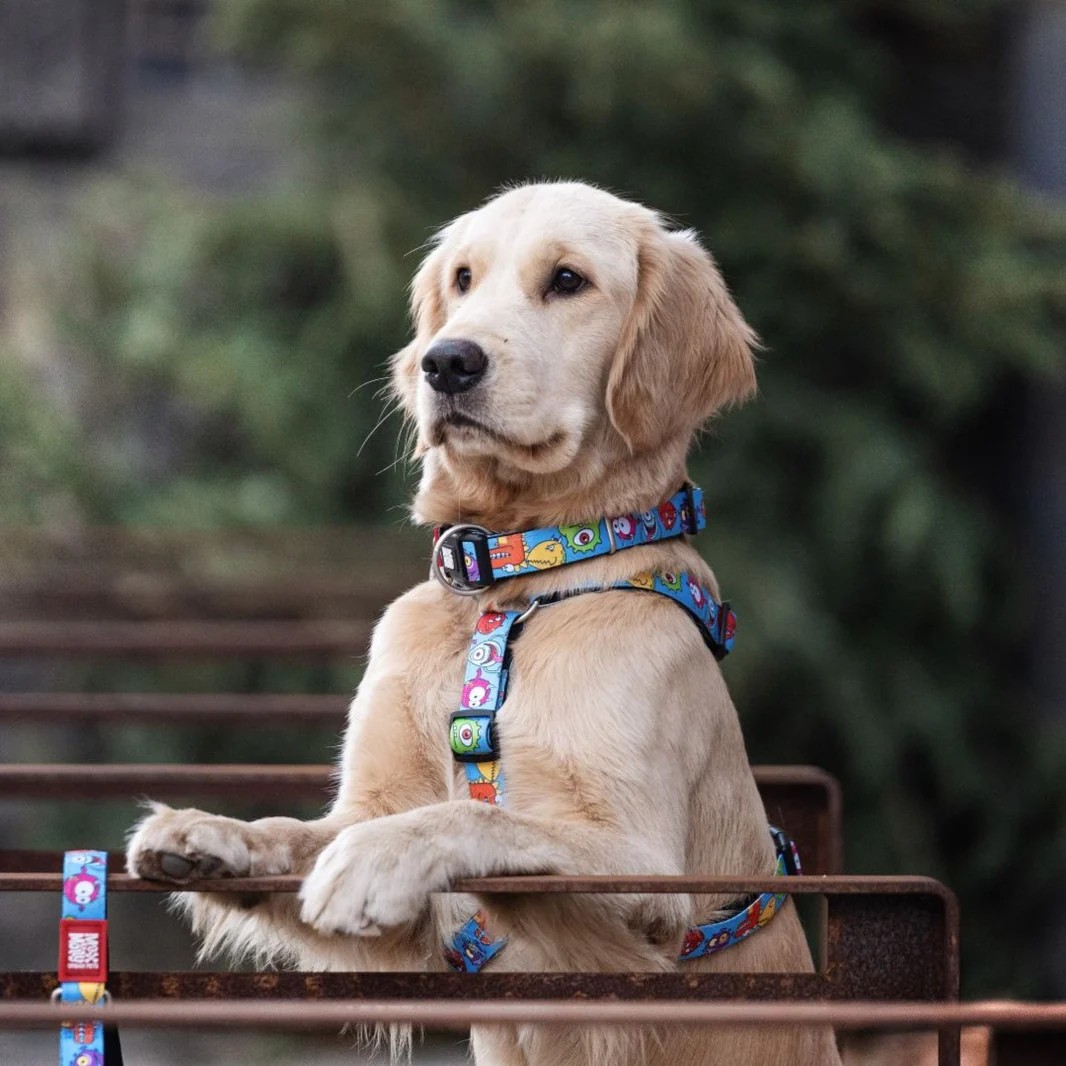 Max&Molly arneses H, 2025