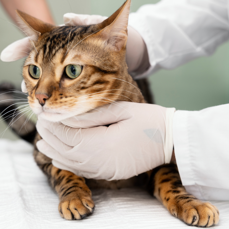 cuidado gatos pipetas