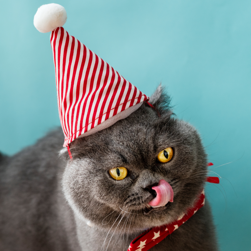 accesorios útiles para gatos