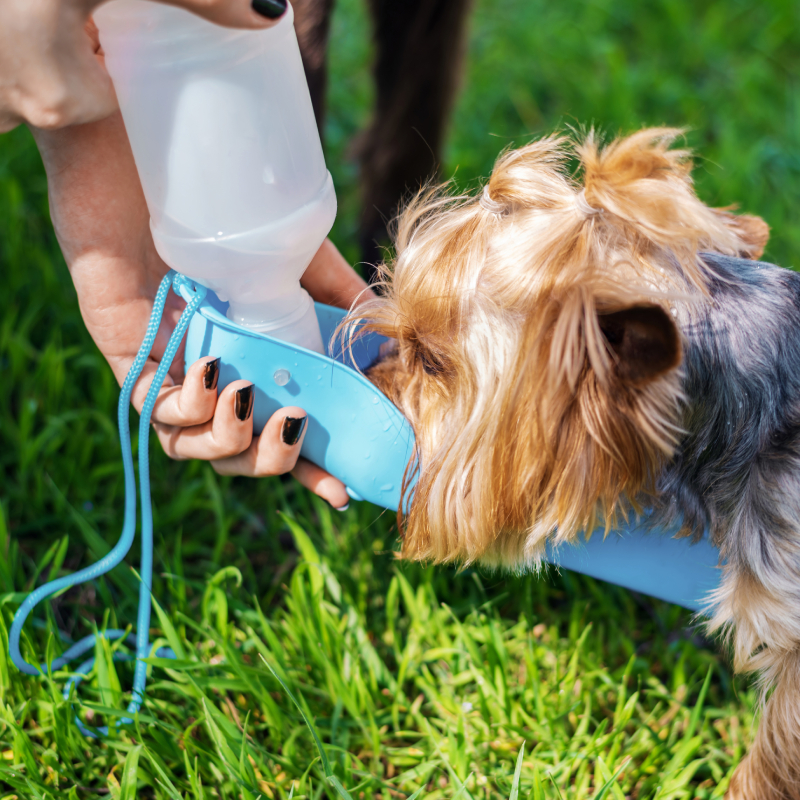accesorios caninos perros útiles