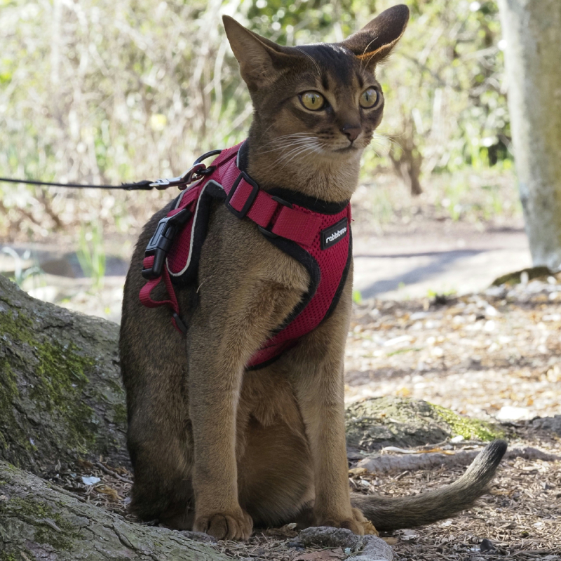 collares y arneses para gatos