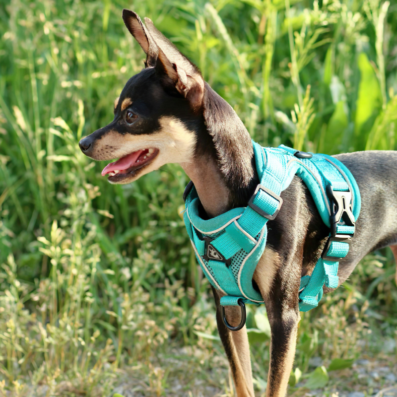 collares y arneses para salir a la calle y al monte con perros