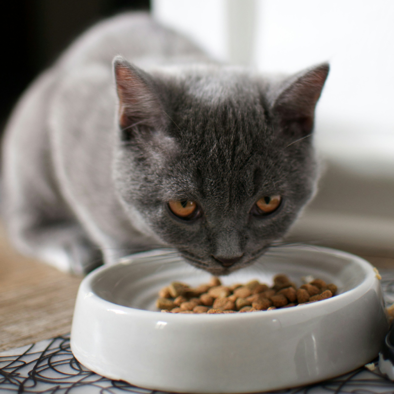 comederos para gatos platos cuencos