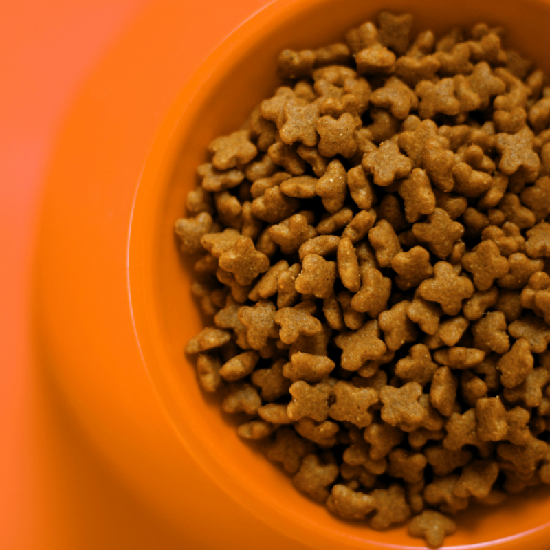 comida seca y húmeda para gatos