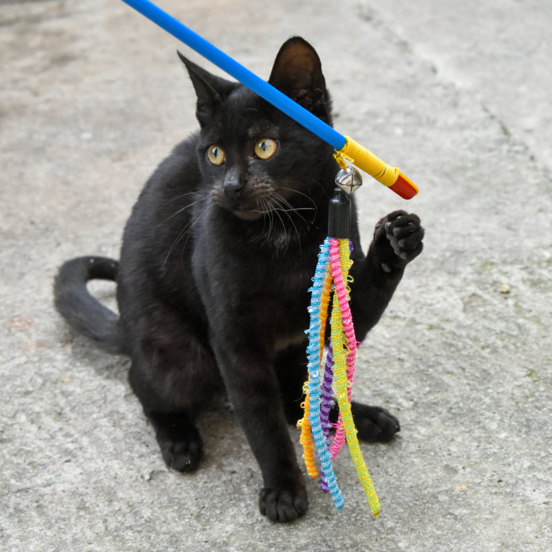 juguetes divertidos para gatos