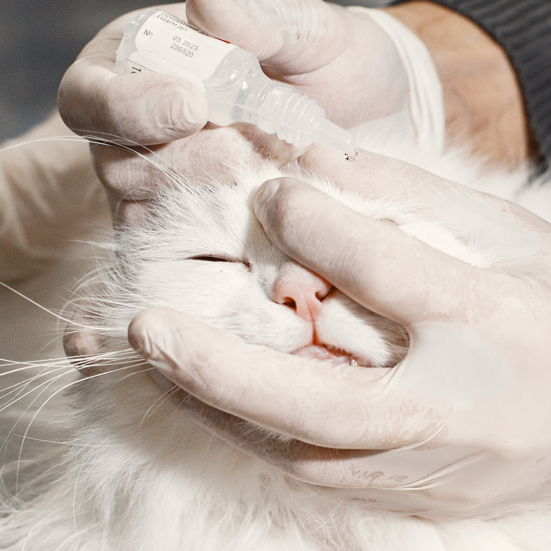 otros objetos complentos útiles para gatos