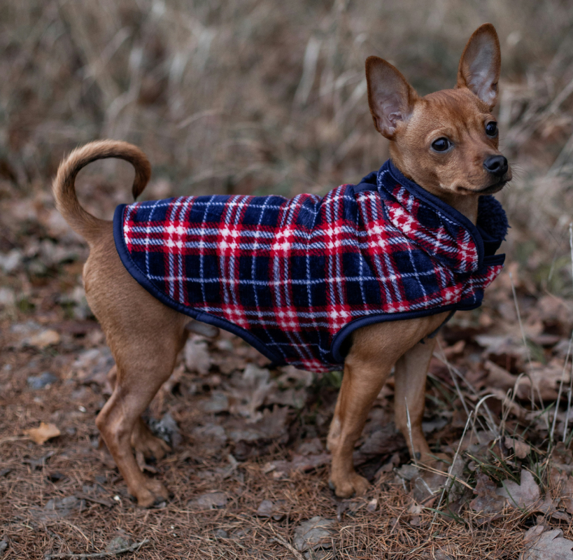 ropa canina online al mejor precio