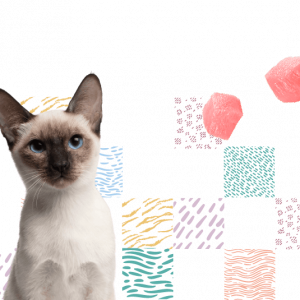 Dibaq Sense bocaditos en salsa,100 g. Gato